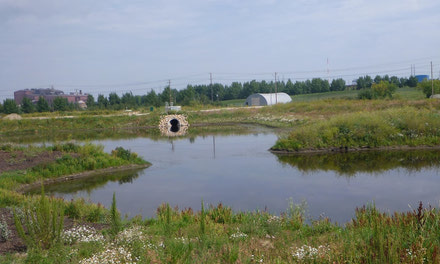 Morris Wetland